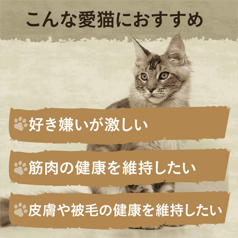 ニュートロ キャット ワイルド レシピ キトン チキン 子猫用 2kg NW204