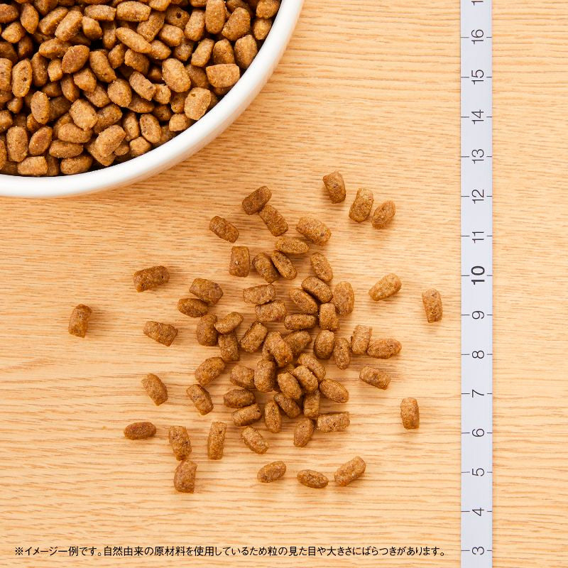 ニュートロ ナチュラルチョイス キャット 室内猫用 キトン チキン 400gX10 NC185 (取り寄せ/5営業日以内に発送予定)