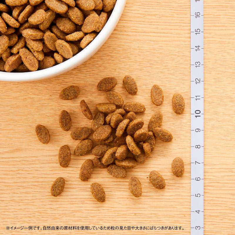 ニュートロ ナチュラルチョイス キャット 室内猫用 アダルト ターキー 400gX10 NC188 (取り寄せ/5営業日以内に発送予定)