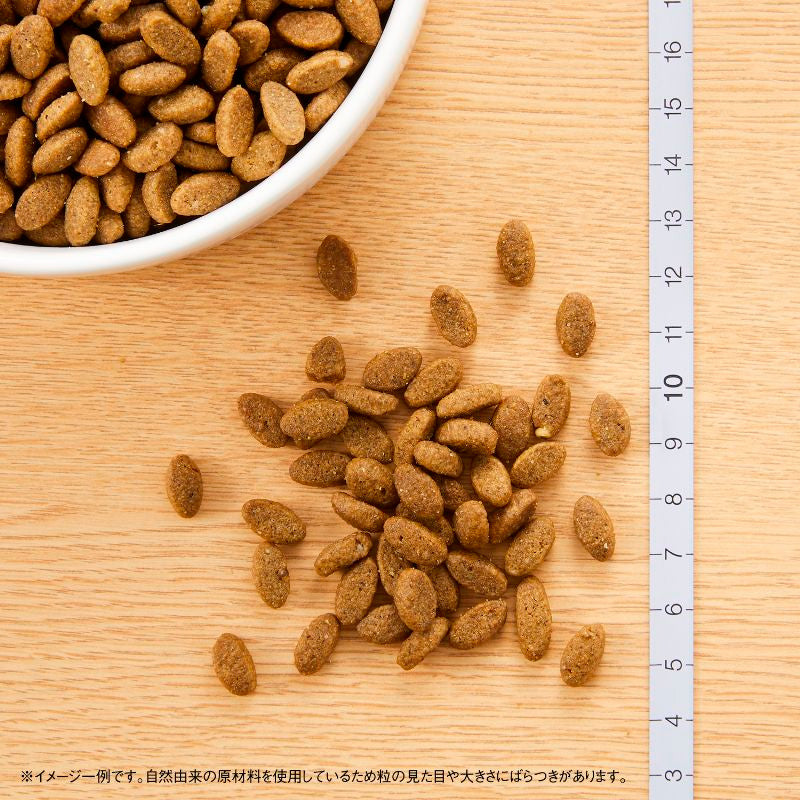ニュートロ ナチュラルチョイス キャット 室内猫用 アダルト サーモン 400gX10 NC189 (取り寄せ/5営業日以内に発送予定)