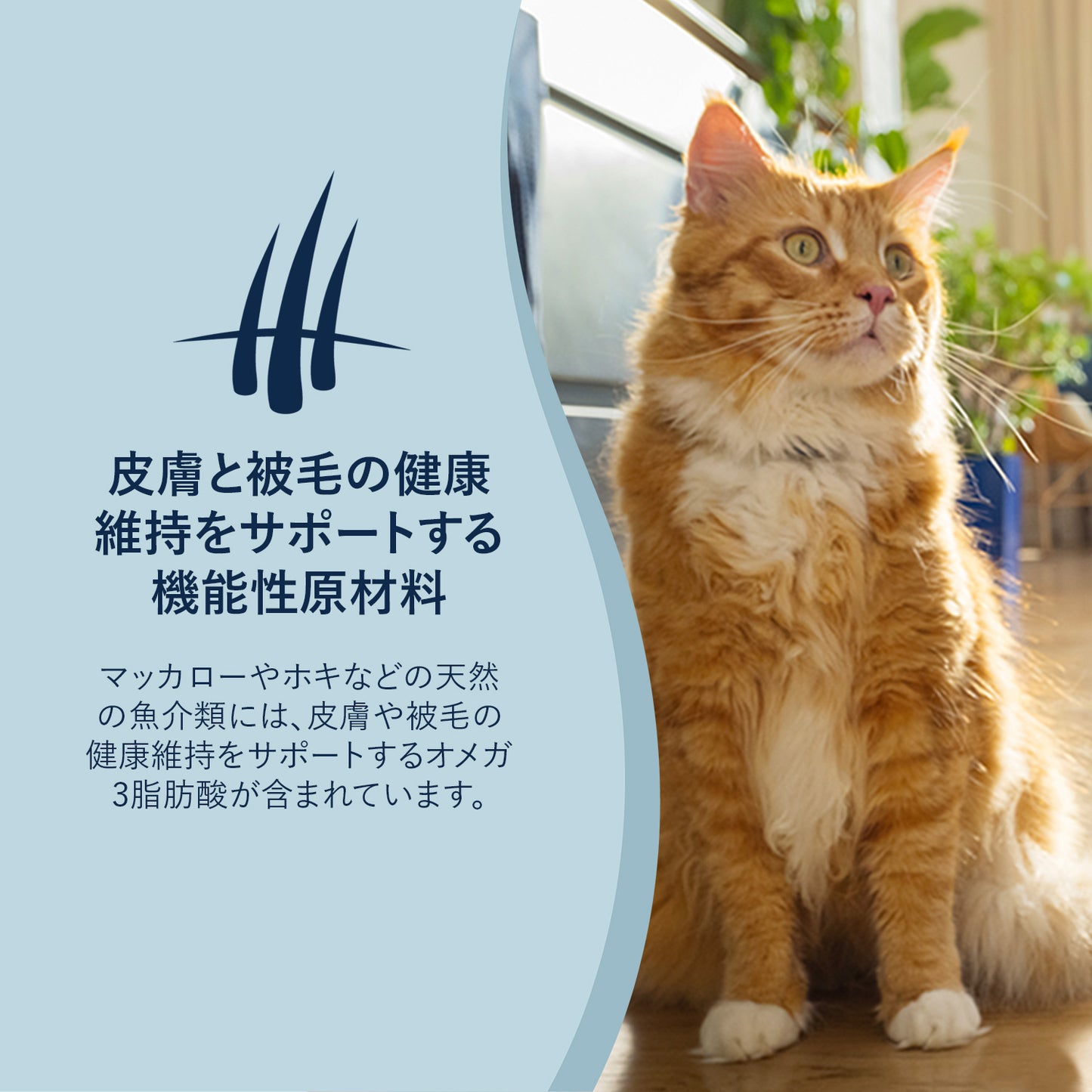 ZIWI PEAK ジウィピーク スチーム&ドライ・キャットフード グラスフェッドビーフ with サザン・ブルー・ホワイティングレシピ 800g 全年齢対応 (取り寄せ/5営業日以内に発送予定)