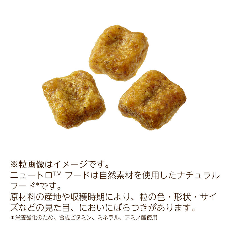 ニュートロ ナチュラルチョイス 小型犬用 成犬用 生後8ヶ月以上 チキン＆玄米 6kgX2 ND116